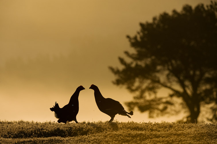 Black grouse Tetrao tetrix, two males fighting at dawn, Scotland, April